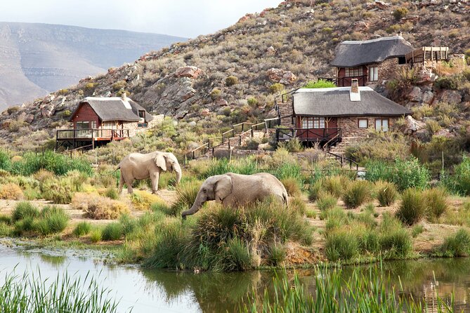 Aquila Game Reserve Safari with wine tasting, Transport & Lunch - Price, private transport, and what is included