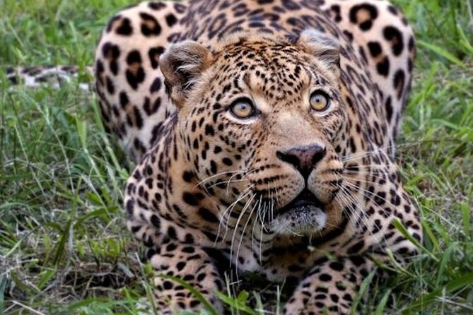 Aquila Game Reserve Safari with wine tasting, Transport & Lunch - Fairview wine and cheese in Paarl