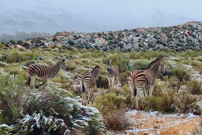 Aquila Game Reserve Sunset Safari - Who should book this five-hour experience?