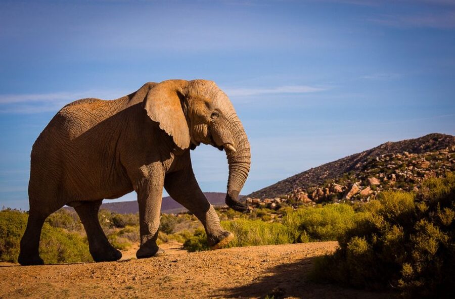 Aquila Private Game Reserve: Sunset Safari with Entry Fee - The 4:00 PM sunset game drive