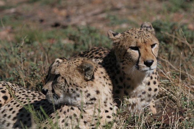 Aquila Safari Game Drive, Lunch & Shared Transfers from Cape Town - Buffet Lunch Before the Safari