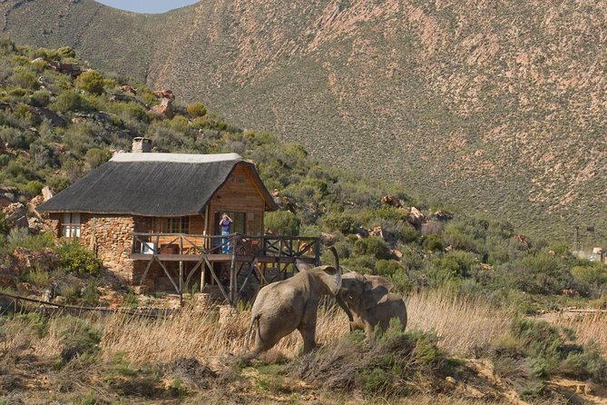 Aquila Safari Game Drive, Lunch & Shared Transfers from Cape Town - What Aquila Does Well, and Where It Falls Short