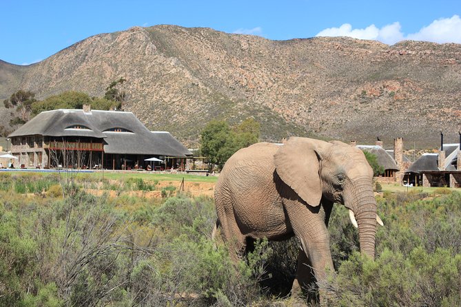 Aquila Safari Game Drive, Lunch & Shared Transfers from Cape Town - Is $258.89 a Fair Price?