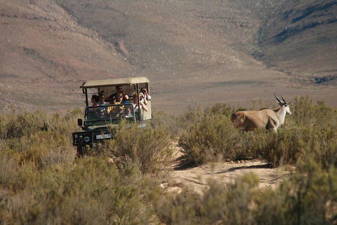 Aquila Safari Game Drive, Lunch & Shared Transfers from Cape Town - Who Will Enjoy This Day Most?