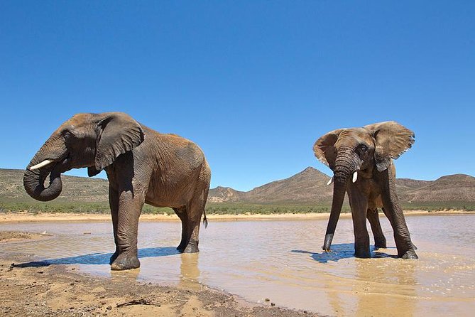 Aquila Safari Game Drive, Lunch & Shared Transfers from Cape Town - Booking and Timing Tips