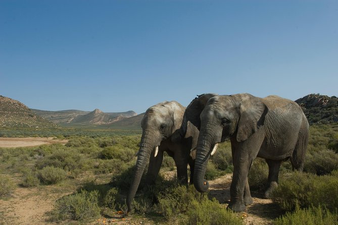 Aquila Safari Game Drive, Lunch & Shared Transfers from Cape Town - The Two to Three-Hour Game Drive