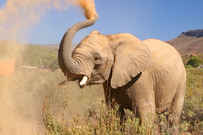 Aquilla BIG5 private Safari Cape Town - Key points to know before you book
