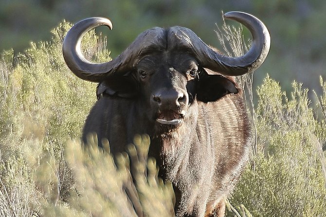 Aquilla BIG5 private Safari Cape Town - Why Aquila makes sense from Cape Town
