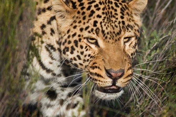 Aquilla BIG5 private Safari Cape Town - Lunch first, then the 4x4 drive