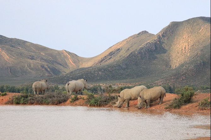 Aquilla BIG5 private Safari Cape Town - The guide can add more than animal names