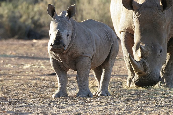 Aquilla BIG5 private Safari Cape Town - Who will enjoy this safari most?