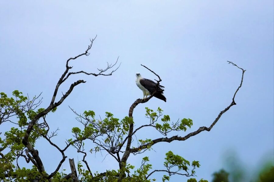 Arugambay :Pottuvil Lagoon Mangrove Eco Boat Safari Tours - Should You Book the Pottuvil Lagoon Boat Tour?