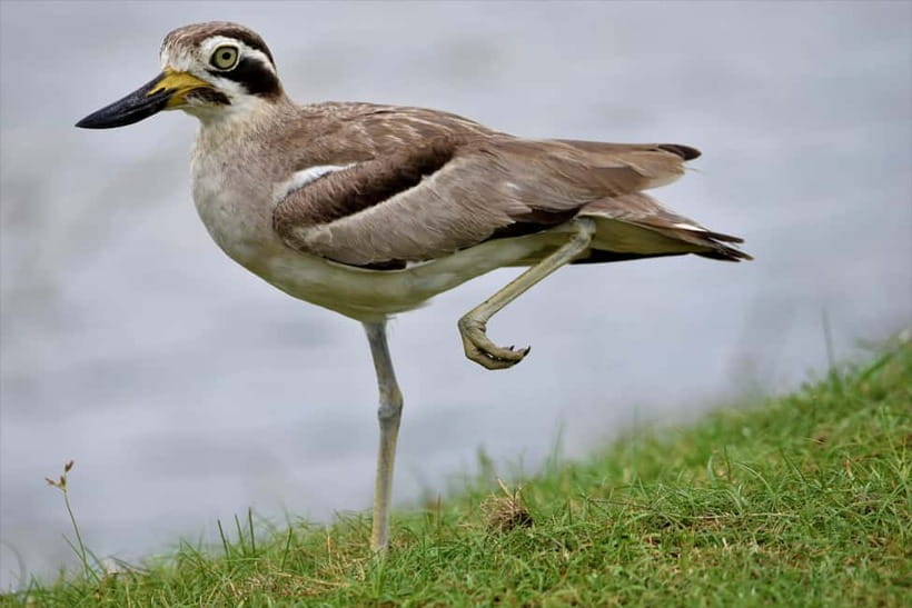 Arugambay :Pottuvil Lagoon Mangrove Eco Boat Safari Tours - What the $32 Price Really Covers