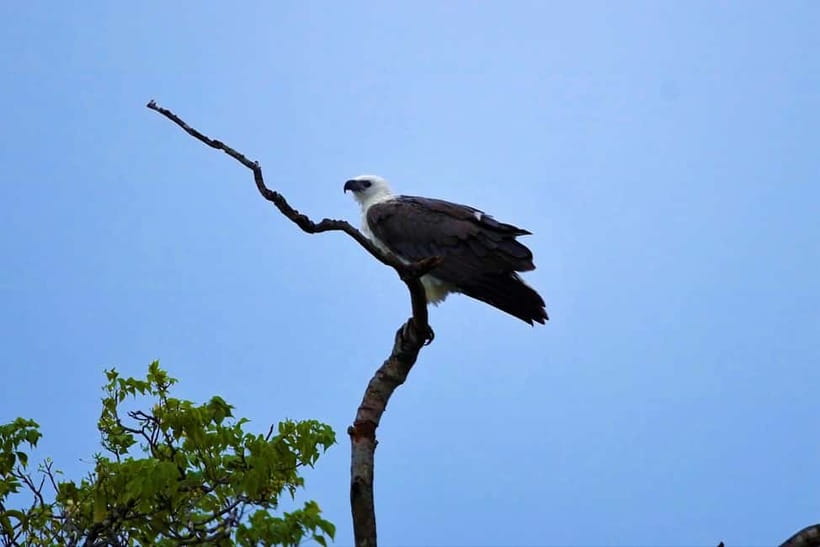Arugambay :Pottuvil Lagoon Mangrove Eco Boat Safari Tours - Practical Comfort and What to Bring
