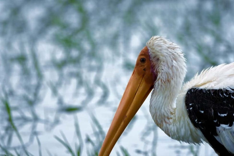 Arugambay :Pottuvil Lagoon Mangrove Eco Boat Safari Tours - Who Will Enjoy This Lagoon Safari