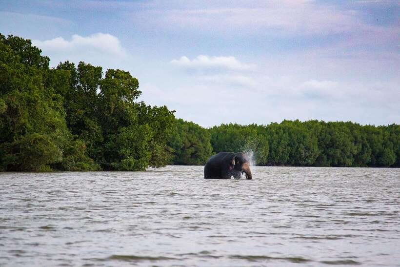 Arugambay :Pottuvil Lagoon Mangrove Eco Boat Safari Tours - Two Hours Among Mangroves and Birds