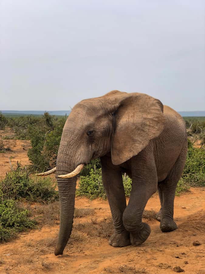 Arusha: 3-Day Serengeti & Ngorongoro Crater Big Five Safari - What $900 buys you in northern Tanzania
