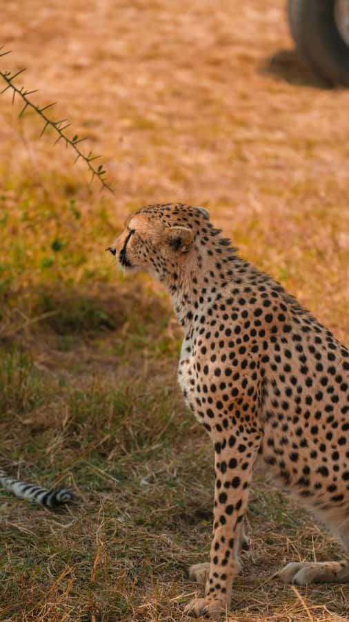 Arusha: 3-Day Serengeti & Ngorongoro Crater Big Five Safari - Guides, vehicles, and the question of safety