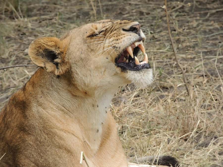 Arusha: 3-Day Serengeti & Ngorongoro Crater Big Five Safari - Lodges, camping, and meals