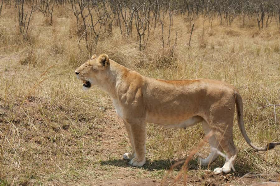Arusha: 3-Day Serengeti & Ngorongoro Crater Big Five Safari - Packing for three demanding days