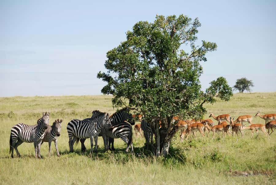 Arusha: 3-Day Serengeti & Ngorongoro Crater Big Five Safari - Who should book this safari?