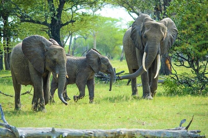 Arusha: 5 days Safari Trip Tarangire, Lake Manyara and Ngorongoro - Day four: Ngorongoro Crater and the best Big Five opportunity