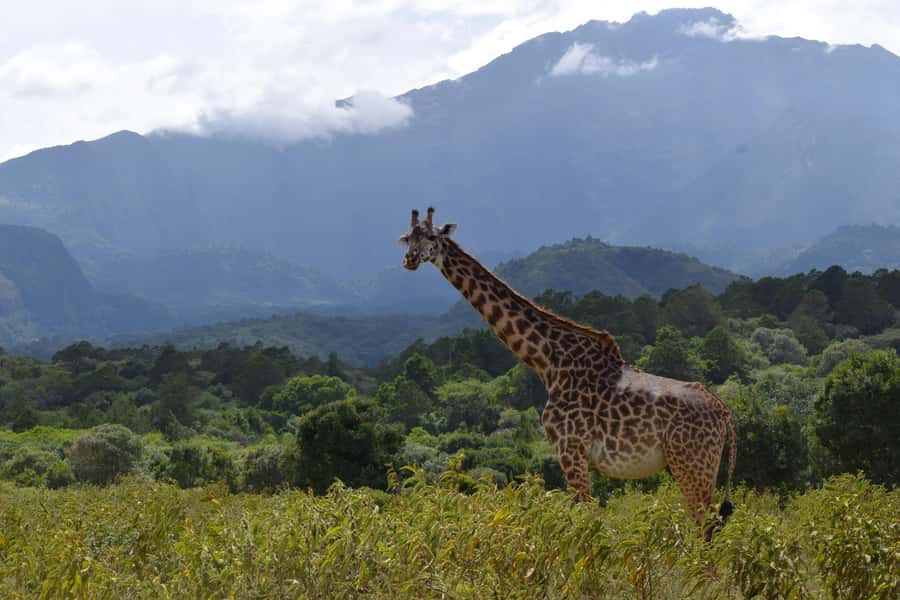Arusha National Park Full-Day Safari - At a glance