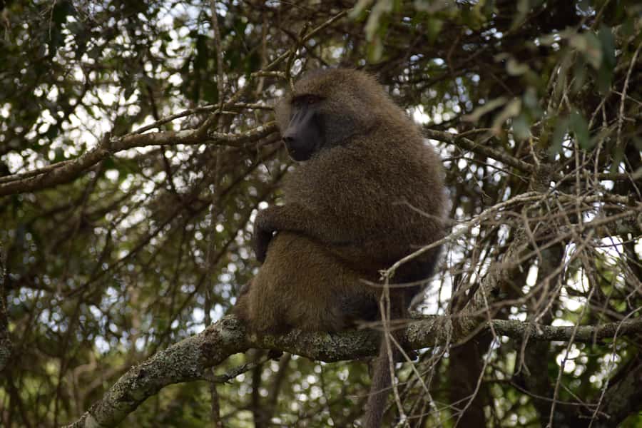 Arusha National Park Full-Day Safari - The three-hour morning game drive