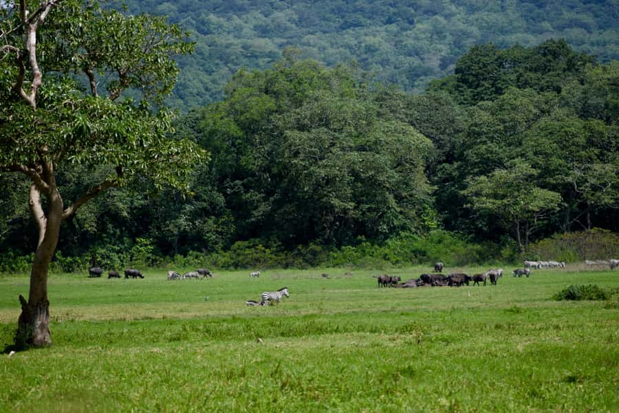 Arusha National Park Full-Day Safari - Lunch beside a quiet lake