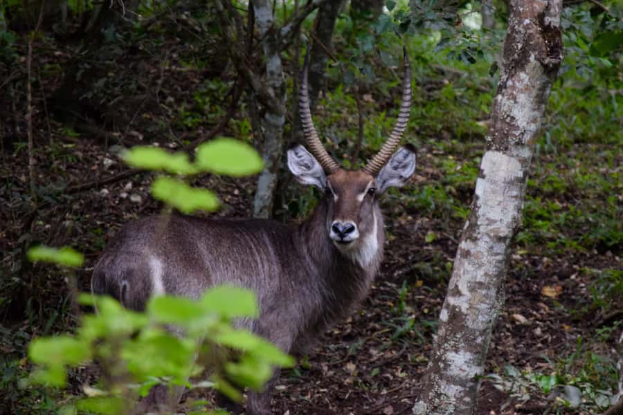 Arusha National Park Full-Day Safari - Guide quality is the biggest variable