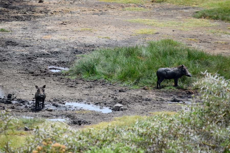 Arusha National Park Full-Day Safari - Van or safari vehicle?
