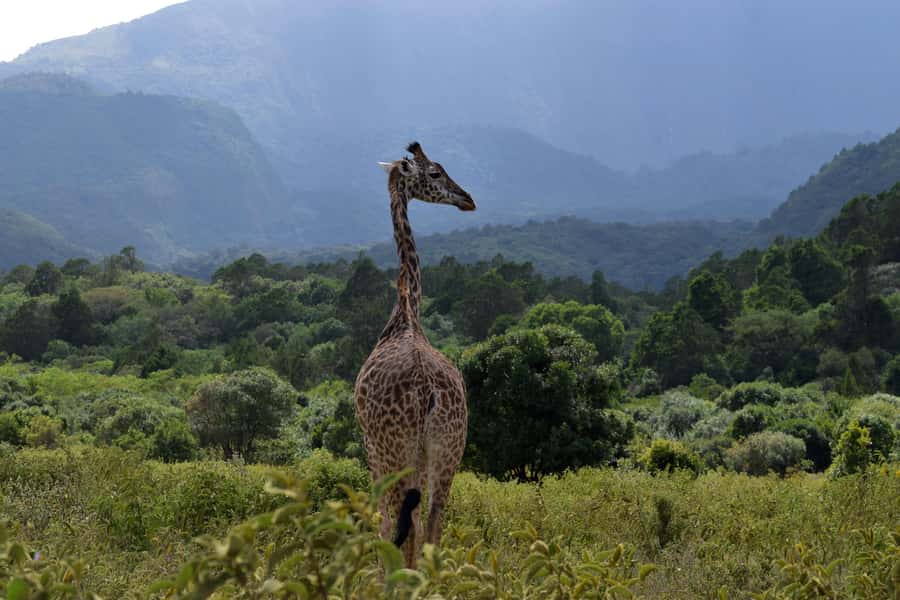 Arusha National Park Full-Day Safari - Who should book this safari?