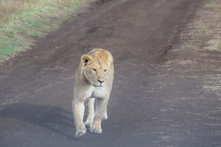 Arusha: Serengeti and Ngorongoro Multi-Day Camping Safari - Key Points Before You Book