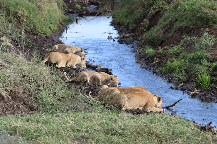 Arusha: Serengeti and Ngorongoro Multi-Day Camping Safari - What the $950 Price Really Gets You