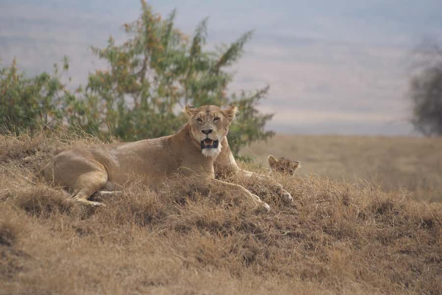 Arusha: Serengeti and Ngorongoro Multi-Day Camping Safari - Day Three: From Serengeti Toward Ngorongoro