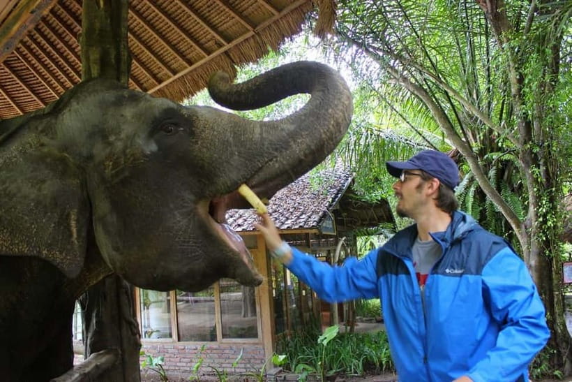 Bali: Taman Safari and Elephant Feeding with Hotel Transfer - A practical way to spend your Bali morning