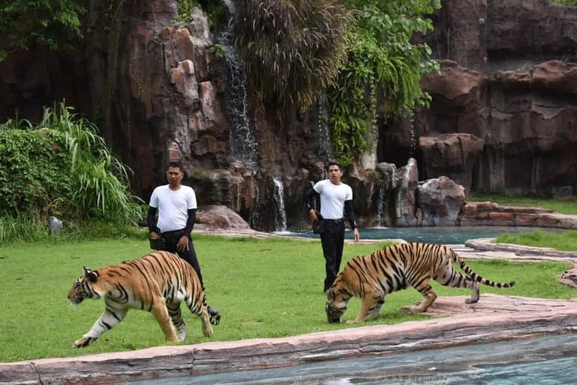 Bali: Taman Safari and Elephant Feeding with Hotel Transfer - Seeing Indonesian animals from the Safari Tram