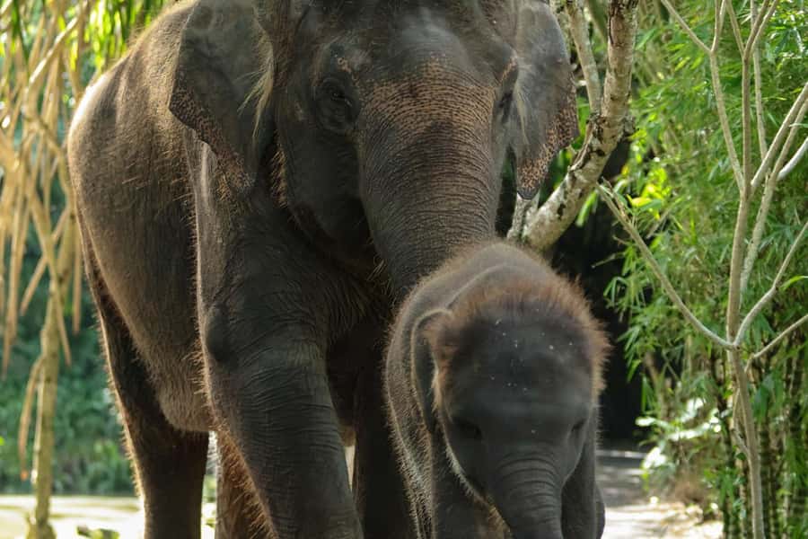 Bali Zoo: Behind Closed Doors Afternoon Safari Guided Tour - What the 3:00 PM check-in really means