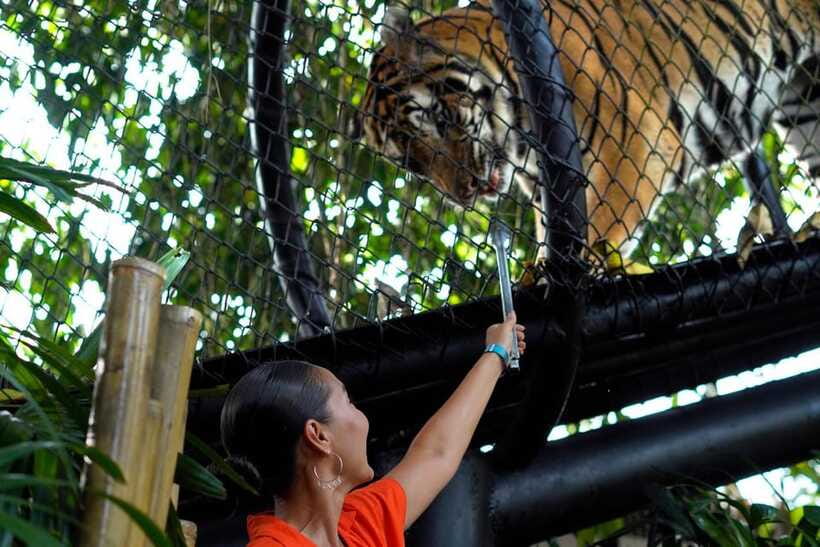 Bali Zoo: Behind Closed Doors Afternoon Safari Guided Tour - Seeing the zoo as evening arrives