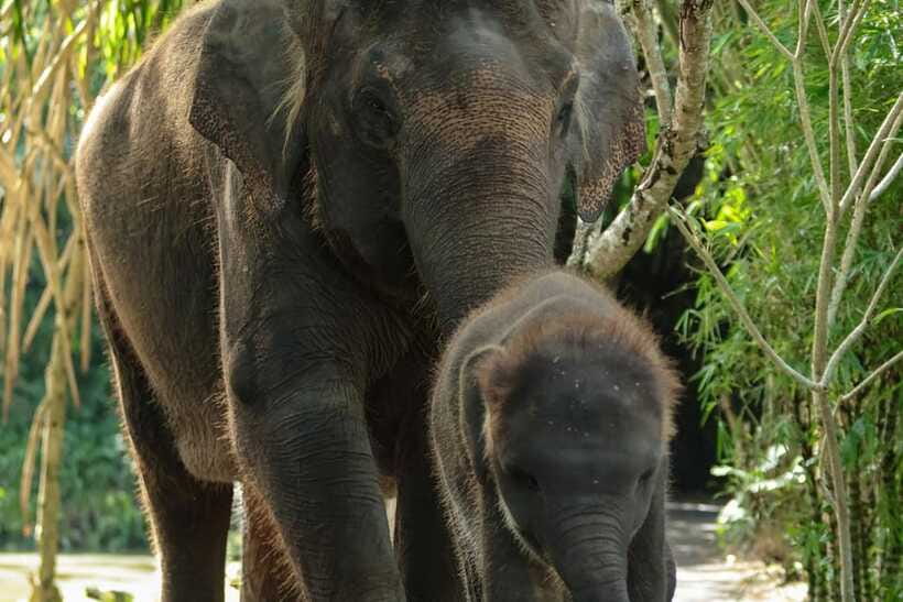 Bali Zoo: Behind Closed Doors Afternoon Safari Guided Tour - Snacks, drinks, and the 6:00 PM finish