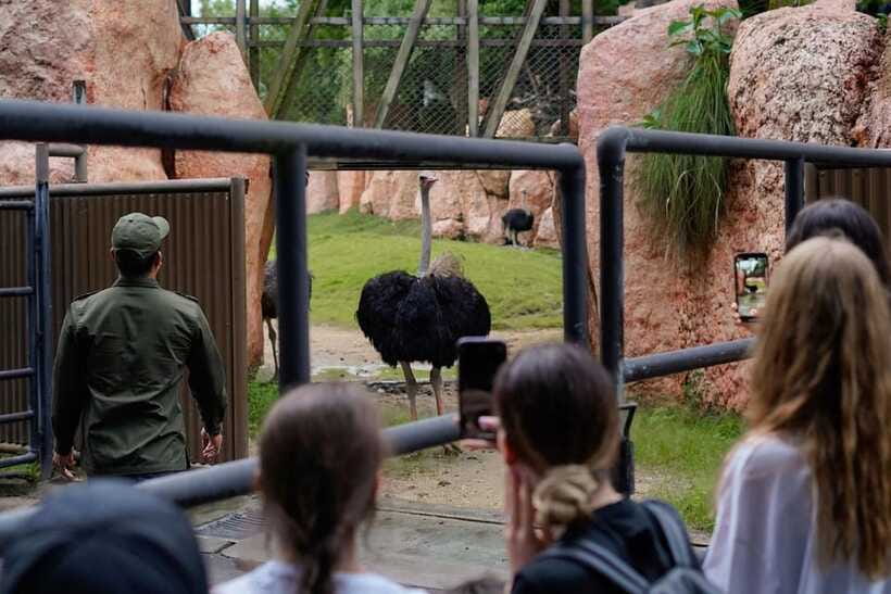 Bali Zoo: Behind Closed Doors Afternoon Safari Guided Tour - Is $52 good value?