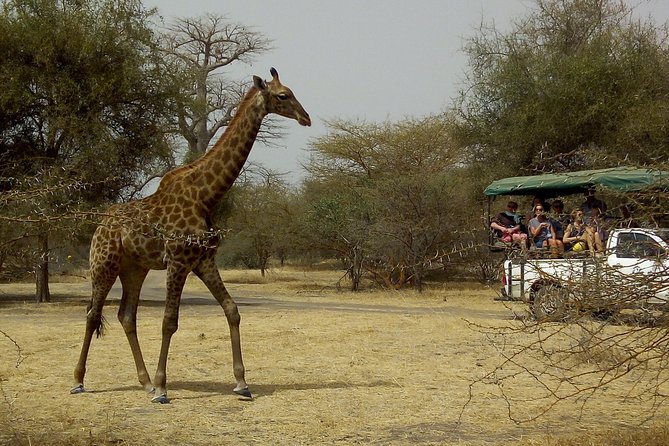 Bandia Park Safari (Minimum 2 Participants) - Key points before you book