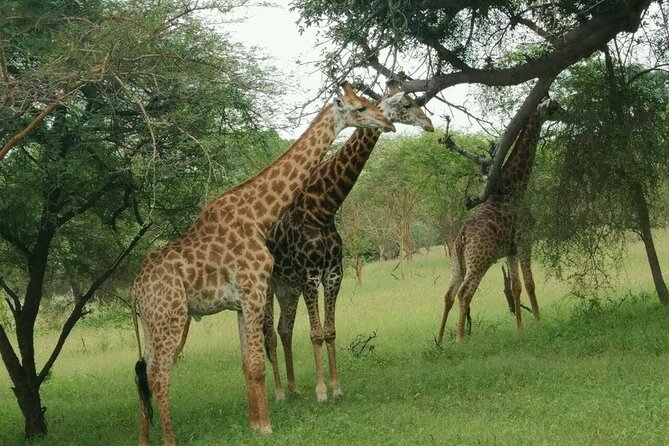 Bandia Park Safari (Minimum 2 Participants) - Lake Retba, with realistic expectations