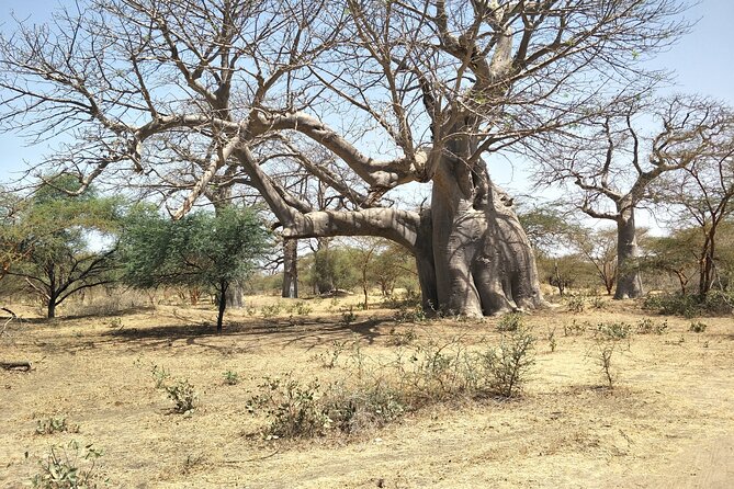 Bandia Park Safari (Minimum 2 Participants) - Comfort, timing, and the $205 price