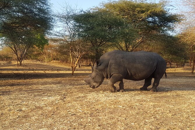Bandia Park Safari (Minimum 2 Participants) - Guides who add more than directions