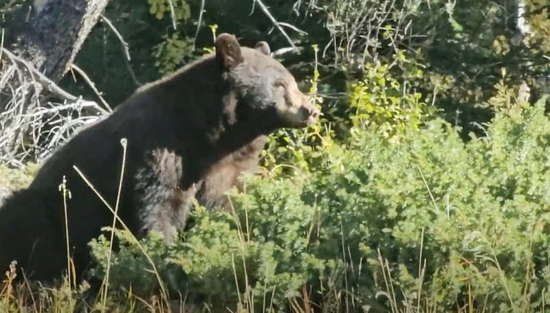 Banff: Evening Wildlife Safari Guided Tour - Key points to know before booking