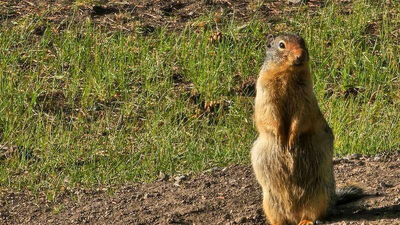 Banff: Evening Wildlife Safari Guided Tour - Elk, deer, sheep, coyotes, and the occasional bear