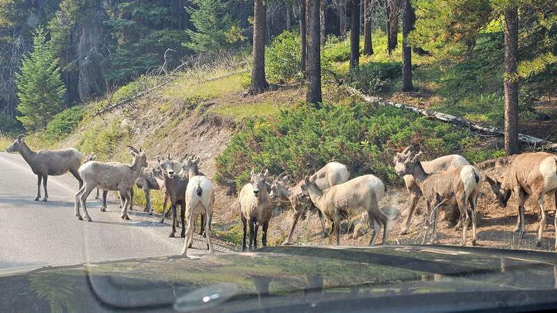 Banff: Evening Wildlife Safari Guided Tour - Guides who turn a drive into a real lesson