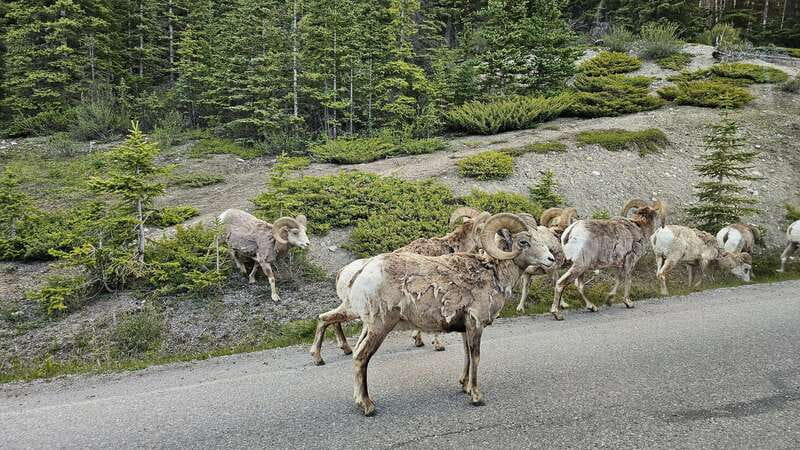 Banff: Evening Wildlife Safari Guided Tour - Mountain views at dusk are part of the value