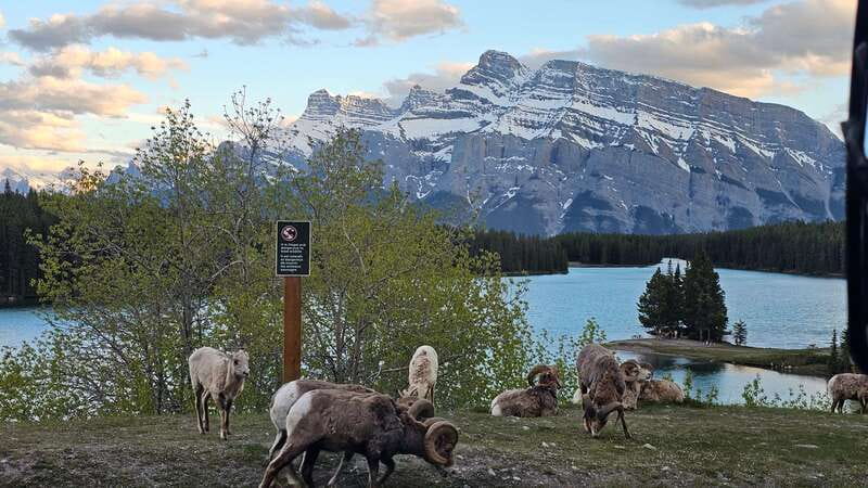 Banff: Evening Wildlife Safari Guided Tour - Vehicle comfort, windows, and practical limits